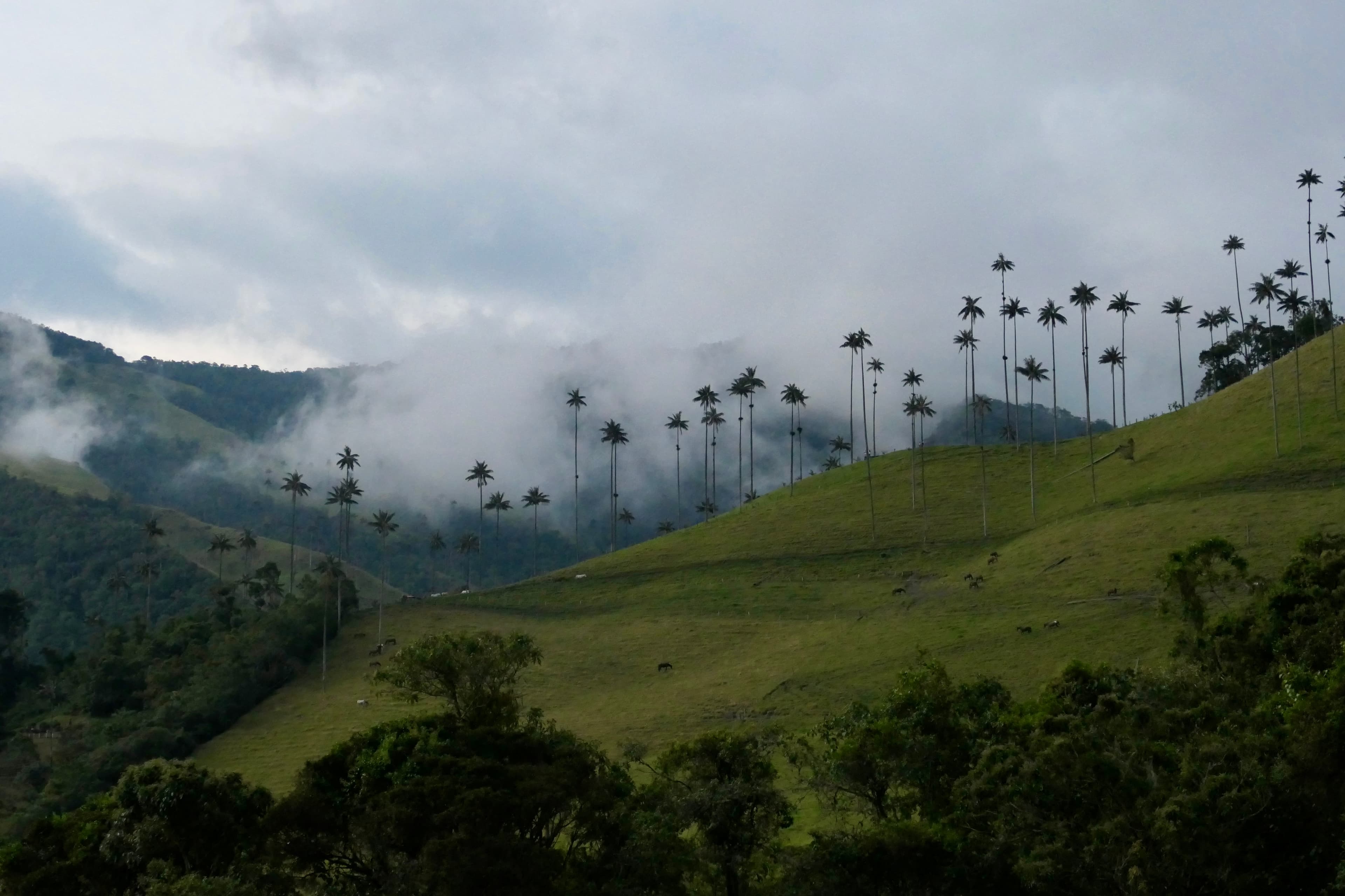 Cocora Valley