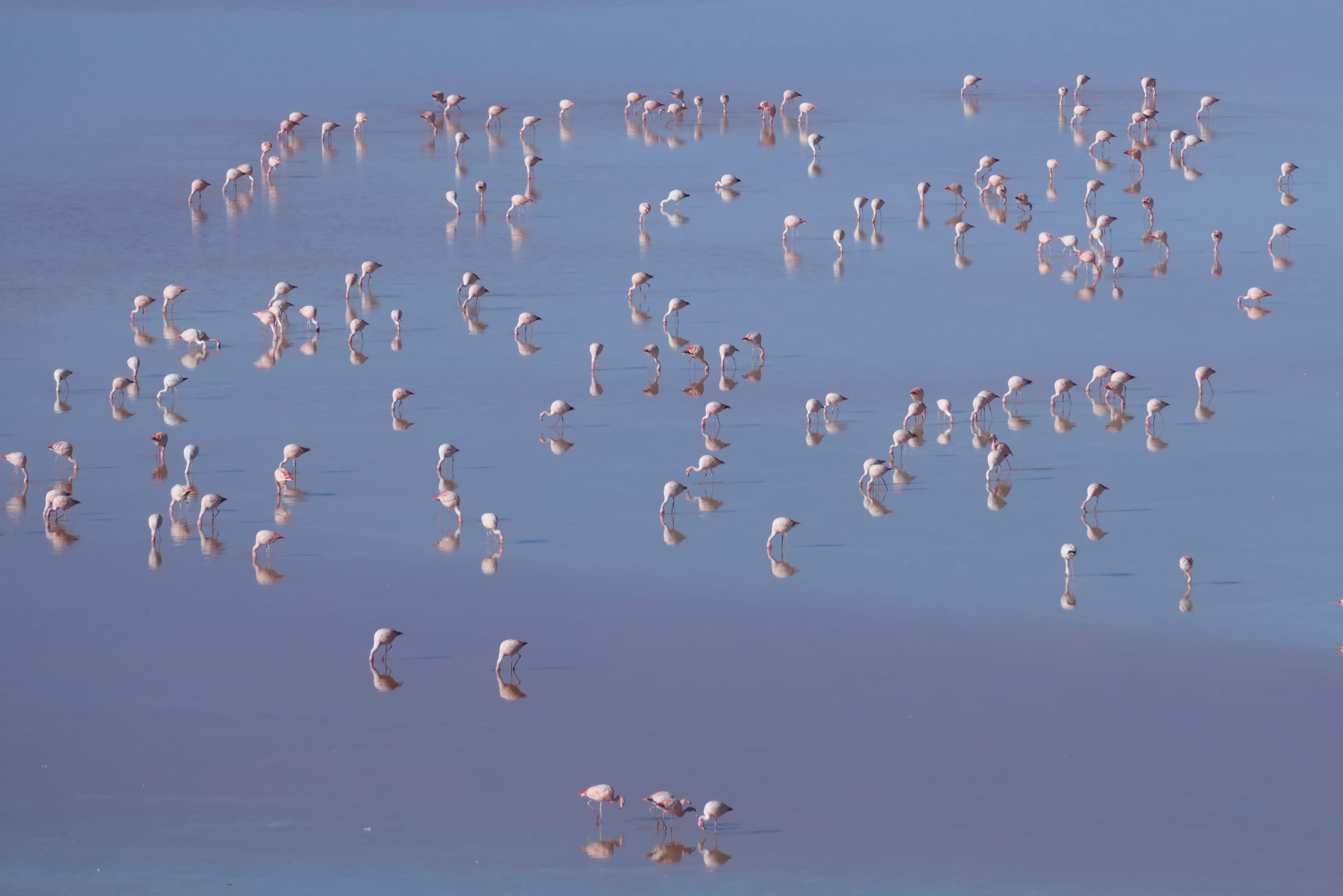Flamingos
